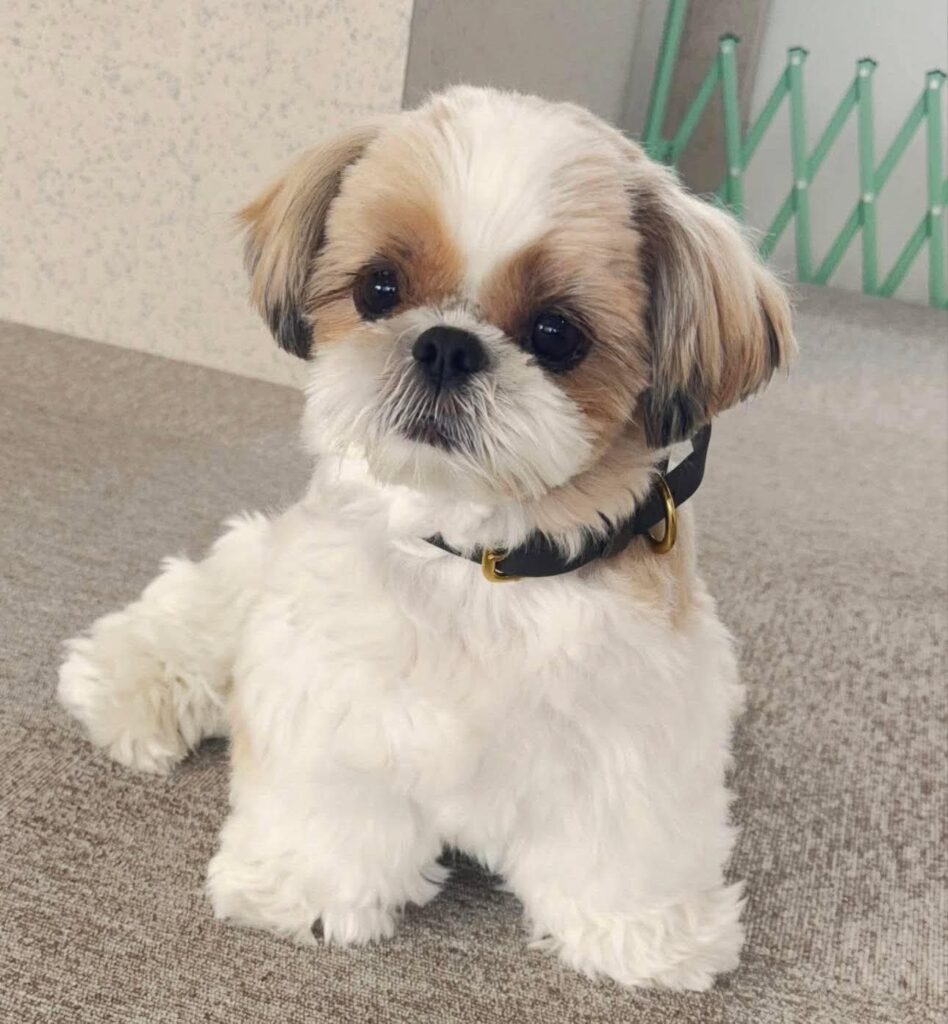 FB_IMG_1765018870077