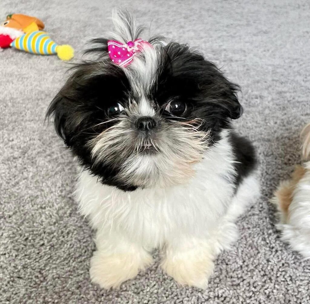 FB_IMG_1765018875133