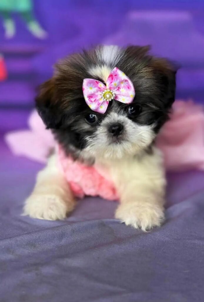 FB_IMG_17652303586546435