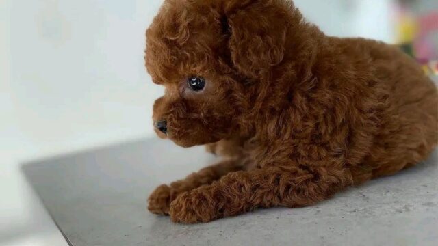 FB_IMG_17654049640464839