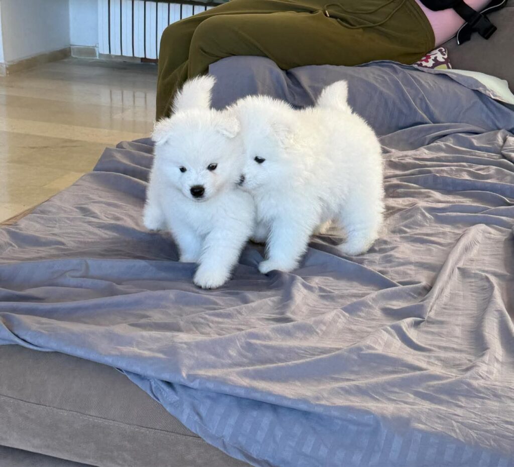 FB_IMG_1767191445401