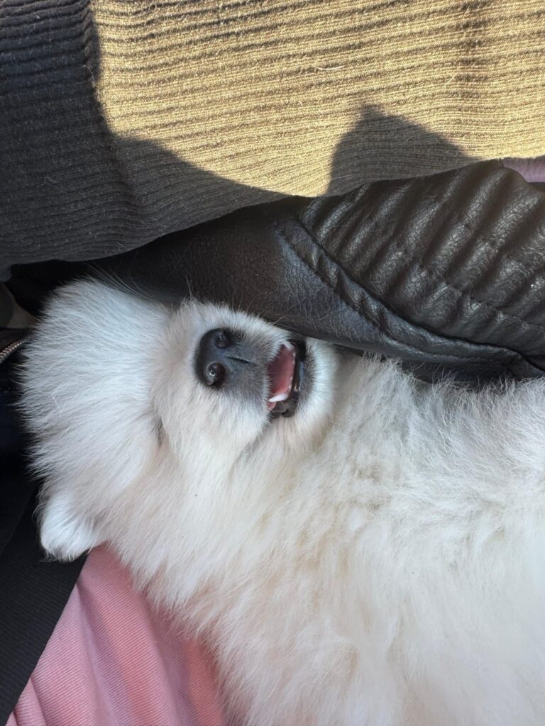 FB_IMG_1767191450579