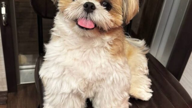 photo_2025-12-01_01-56-23-1-795×1024-1