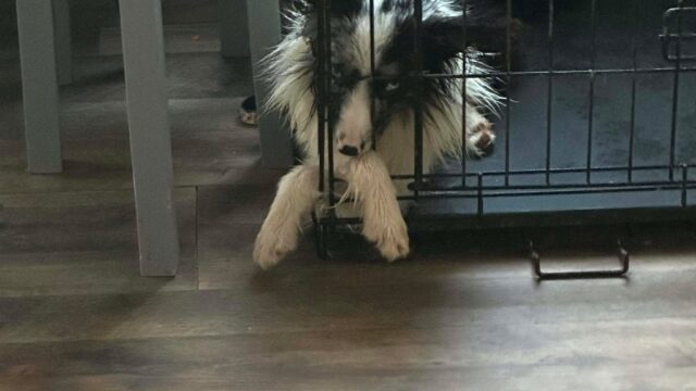 FB_IMG_1770763311663